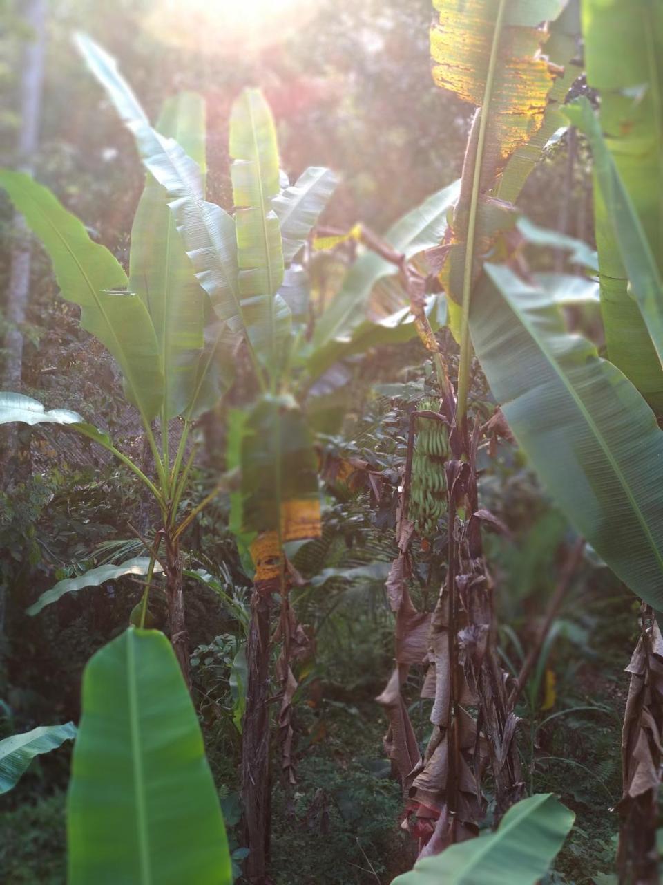 Séjour à la campagne Jungle Joglo Tampaksiring